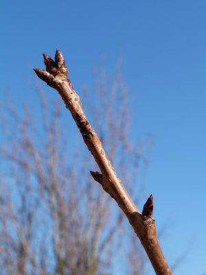 Prunus serrulata 'Kanzan' - višeň pilovitá - pupen